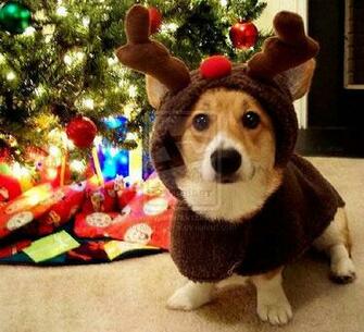 Christmas Pictures To Get You Into The Holiday Spirit Psdeluxe