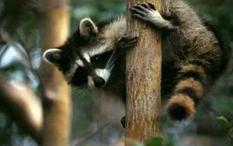 Raccoon Computer Wallpaper Desktop Background Id