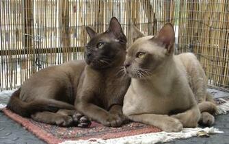 Siamese Cat HD Photography Wallpaper Siam