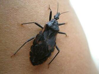 This Bug Spreads A Disease That Might Not Show Symptoms For Years