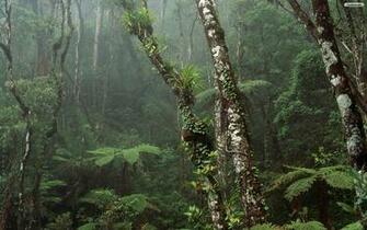 Amazon Rainforest Wallpaper