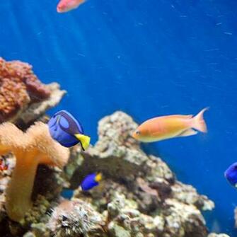 Coral Reef Wallpaper For iPad And Galaxy Tab Tablet