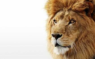 Wallpaper Lion Photo For Desktop Lions