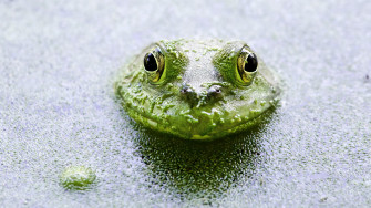 Frog 1080p 2k 4k HD Wallpaper Background