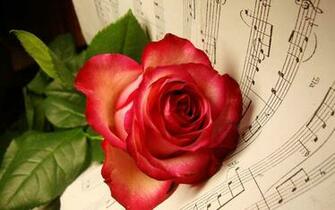 The Universal Language Of Love Most Beautiful Roses Wallpaper