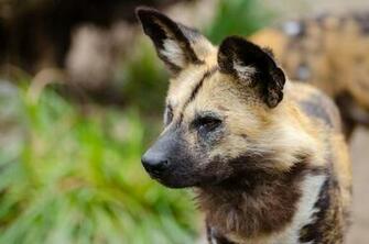 African Wild Dog Wallpaper Background