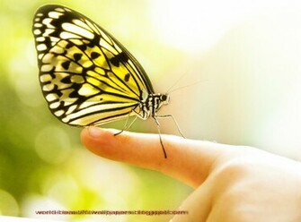 Beautiful Wallpaper Butterflies