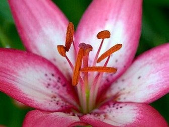 Pretty Flowers Wallpaper Enjoy For