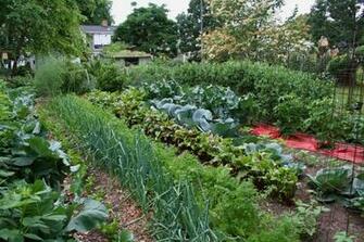 Vegetable Garden Wallpaper Size Amazingpict HD