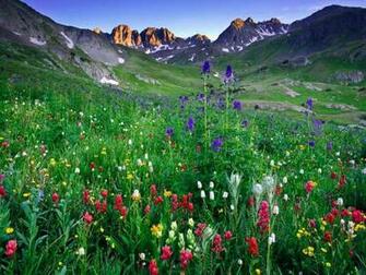 Mountain Wildflowers Wallpaper