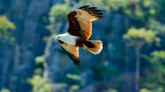 Flying Eagle Wallpaper