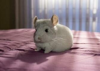 Chinchilla Kya By Lilchilla21