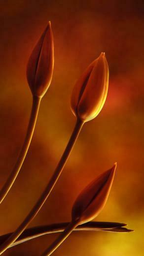 Closed Tulip Buds Wallpaper iPhone