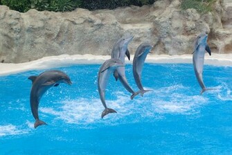 Desktop Background HD Dolphins