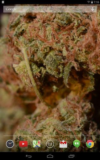 Sour Diesel Live Wallpaper App Android Su Google Play