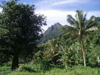 Tropical Jungle Wallpaper In Cook