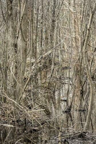 Realtree iPhone Wallpaper Max