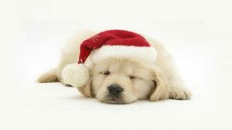Christmas Puppy Dog HD Wallpaper For iPhone