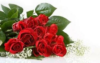 Beautiful Rose HD Wallpaper Flowers
