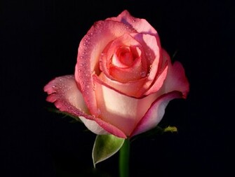 Best Top Desktop Roses Wallpaper HD Rose Pink Jpg
