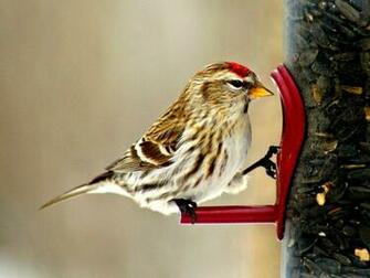 Common Redpoll HD Desktop Wallpaper Widescreen High Definition
