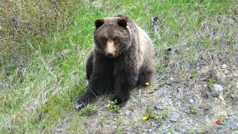 Wallpaper Scenery Grizzly Olivia Image Bear