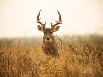 Big Whitetail Buck Wallpaper Image Hunting Deer