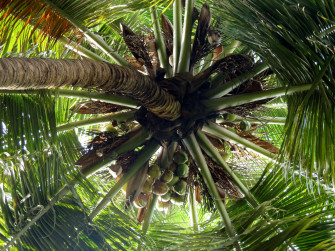 Perspective Of Coconut Tree Ro98sfogvognqci9 Wallpaper