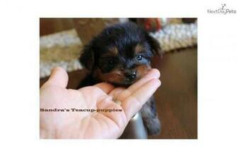 Puppies From Sandra S Teacup Nextdaypets