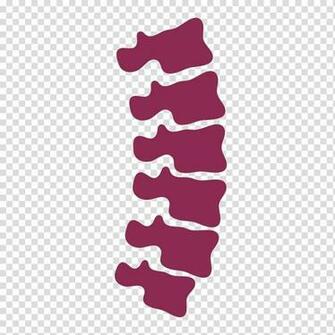 Human Vertebral Column Others Transparent Background Png Clipart