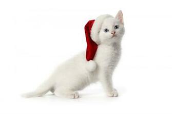 Cute Merry Christmas Cat Computer Desktop HD Wallpaper Stylish