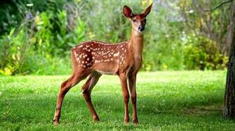 Fawn HD Wallpaper Background Image