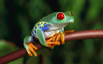 Green Frog With Red Eyes 4k Ultra HD Wallpaper For Computer And