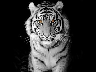 Tigers Big Cats Tiger Eye Black Blackground Wallpaper
