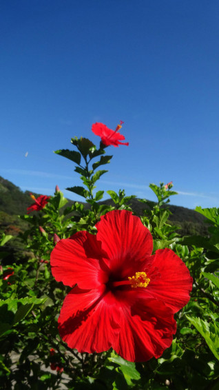Hibiscus Wallpaper