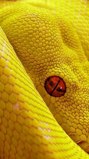 Snake Yellow High Resolution 90qv