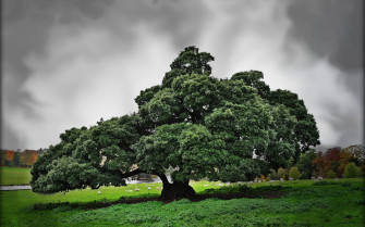 Green Tree Wallpaper