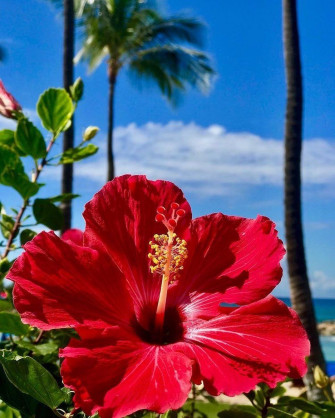 Pin Em Vacay All Day Wallpaper