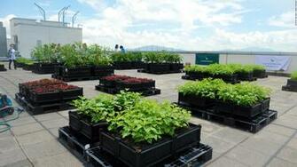 The Urban Farms Greening Paris Cnn Style