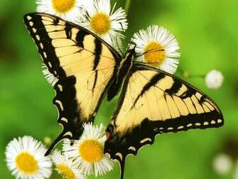 Imageres Butterfly Abstract Wallpaper HD Filesize