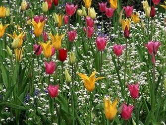 Wallpaper Spring Rain HD Background Desktop