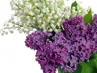 Fond D Cran De Muguet Et Lilas Wallpaper Gratuit