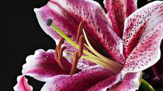 Pics Photos Tiger Lily This Wallpaper Desktop