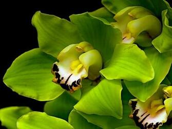 Green Orchid Flowers Wallpaper Beautiful Desktop