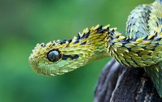 Animals Snakes Viper Reptiles Skin Wallpaper