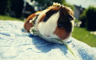 Guinea Pig Wallpaper
