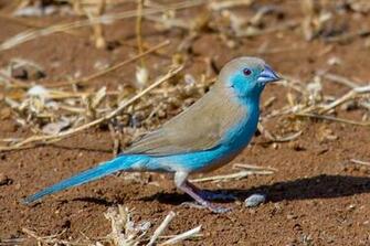 Waxbill Finches Beautiful Desktop HD Wallpaper 1080p Blue