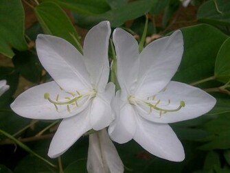 Wallpaper White Orchid Flower