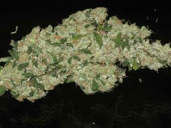 Sour Diesel Graphics Code Comments Pictures