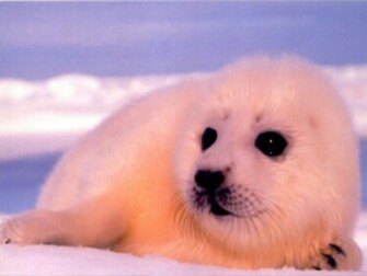 Animals Baby Animal Seal